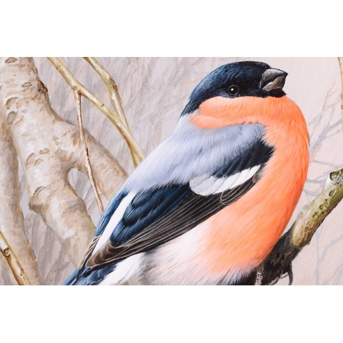 31 - † Terance James Bond (b.1946) British, 'Bullfinch', the bird perched on a tree branch, gouache, sign... 