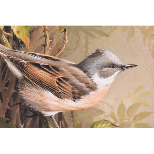 35 - † Terance James Bond (b.1946) British, 'Whitethroat', acrylic on card, a study of the bird amongst l... 