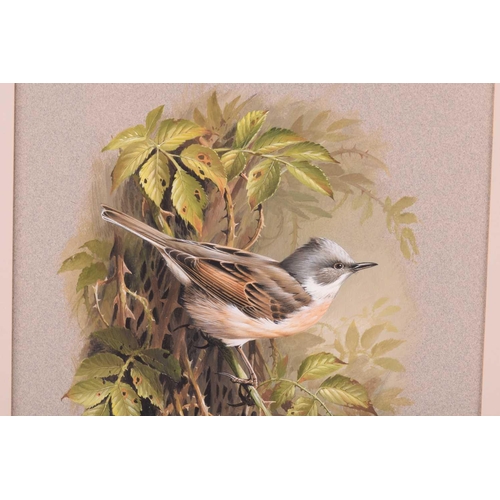 35 - † Terance James Bond (b.1946) British, 'Whitethroat', acrylic on card, a study of the bird amongst l... 