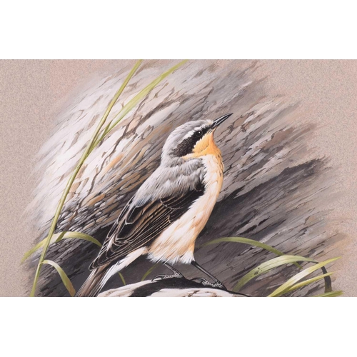 36 - † Terance James Bond (b.1946) British, 'Wheatear', acrylic on card, a study of the bird on a rock, s... 