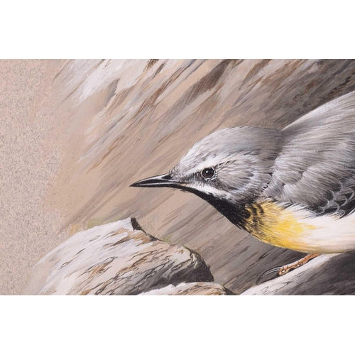 36 - † Terance James Bond (b.1946) British, 'Wheatear', acrylic on card, a study of the bird on a rock, s... 