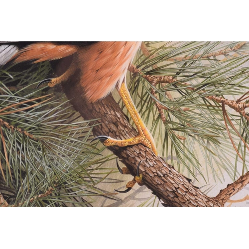 39 - † Terance James Bond (b.1946) British, 'Eurasian Hobby', acrylic, the bird perched in a pine tree, s... 