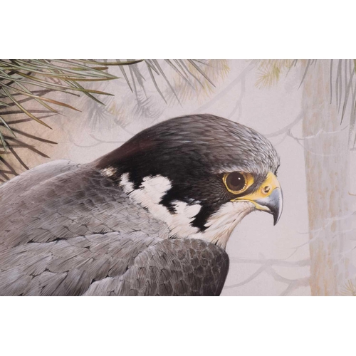 39 - † Terance James Bond (b.1946) British, 'Eurasian Hobby', acrylic, the bird perched in a pine tree, s... 