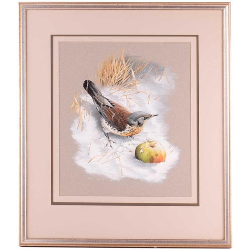 42 - † Terance James Bond (b.1946) British, 'Fieldfare - with Apple', study of the bird in snow, acrylic ... 