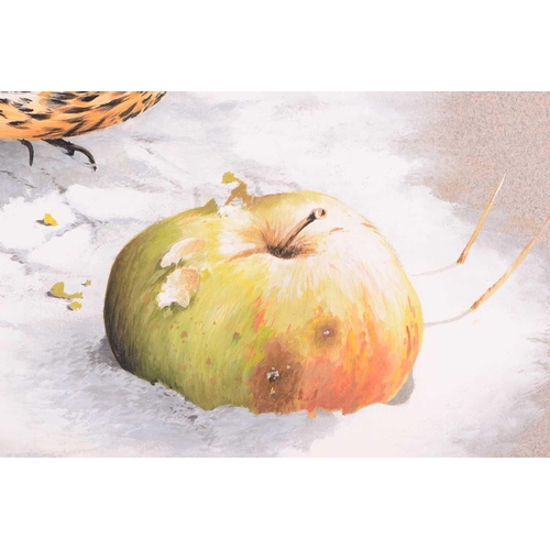 42 - † Terance James Bond (b.1946) British, 'Fieldfare - with Apple', study of the bird in snow, acrylic ... 