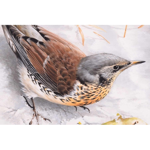 42 - † Terance James Bond (b.1946) British, 'Fieldfare - with Apple', study of the bird in snow, acrylic ... 