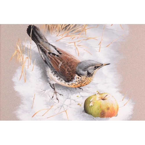 42 - † Terance James Bond (b.1946) British, 'Fieldfare - with Apple', study of the bird in snow, acrylic ... 