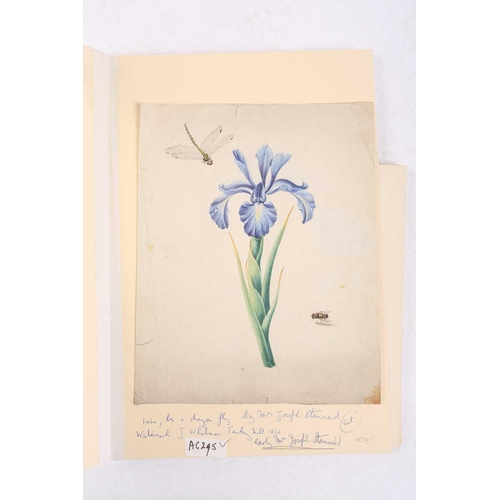 65 - Emily Stannard (1803-1885), [known as 'Mrs Joseph Stannard'], ten still studies of flowers, watercol... 