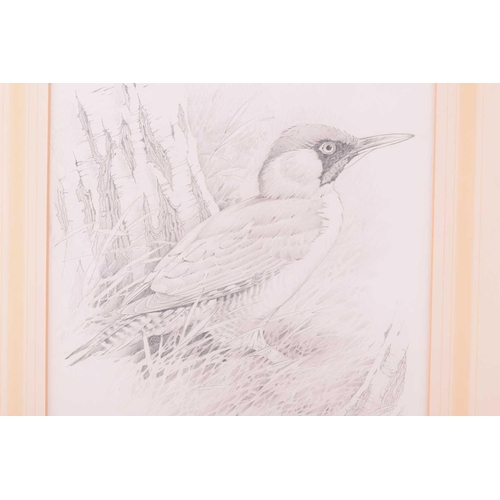 72 - † Terance James Bond (b.1946) British, 'Black Throated Diver' and 'Green Woodpecker', each pencil on... 