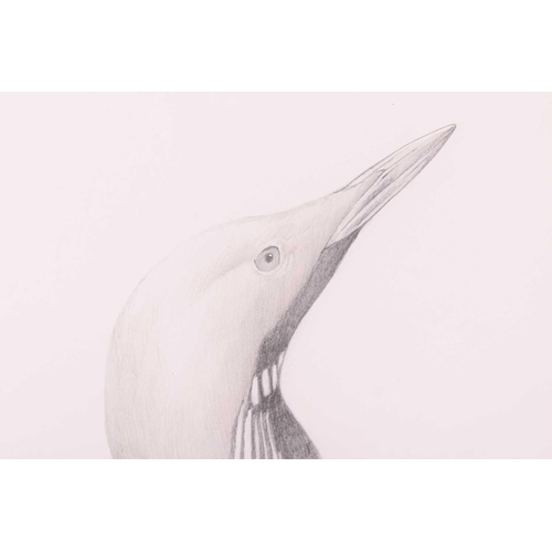 72 - † Terance James Bond (b.1946) British, 'Black Throated Diver' and 'Green Woodpecker', each pencil on... 