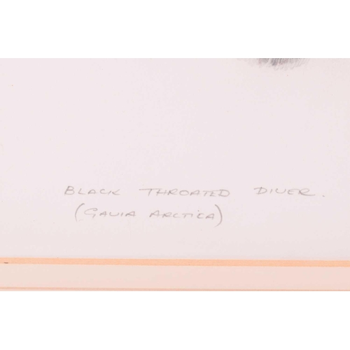 72 - † Terance James Bond (b.1946) British, 'Black Throated Diver' and 'Green Woodpecker', each pencil on... 