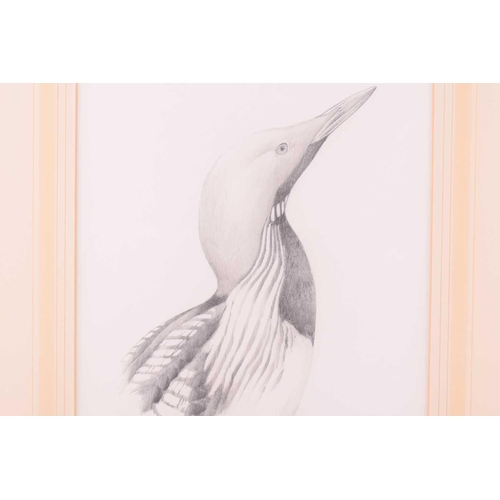 72 - † Terance James Bond (b.1946) British, 'Black Throated Diver' and 'Green Woodpecker', each pencil on... 