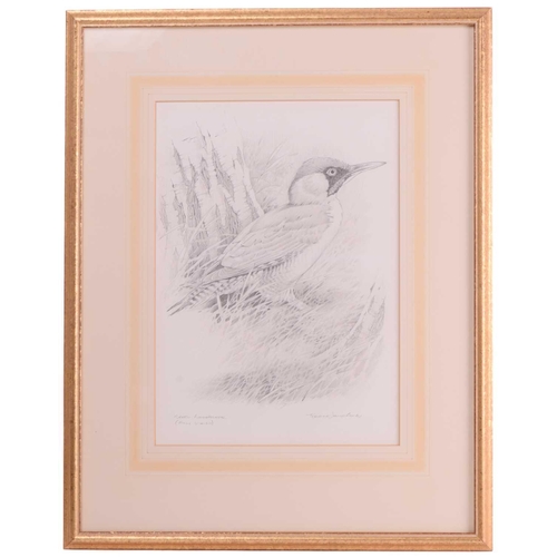 72 - † Terance James Bond (b.1946) British, 'Black Throated Diver' and 'Green Woodpecker', each pencil on... 