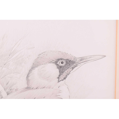 72 - † Terance James Bond (b.1946) British, 'Black Throated Diver' and 'Green Woodpecker', each pencil on... 