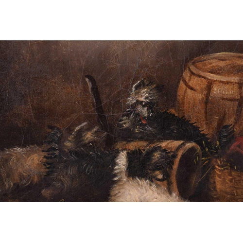 29 - Attributed to George Armfield (1808 - 1893), Terriers ratting - a pair, unsigned, oil on canvas, 28 ... 