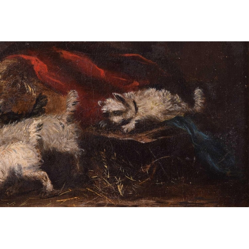 29 - Attributed to George Armfield (1808 - 1893), Terriers ratting - a pair, unsigned, oil on canvas, 28 ... 