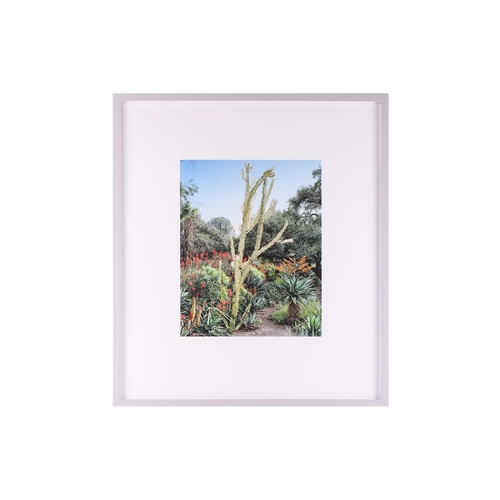 43 - Scott McFarland (b.1975) Canadian, Euphorbia ingens, limited edition 3/3, Inkjet type print, image 4... 