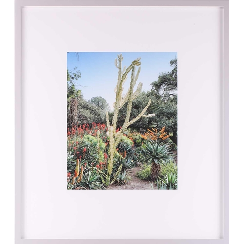 43 - Scott McFarland (b.1975) Canadian, Euphorbia ingens, limited edition 3/3, Inkjet type print, image 4... 