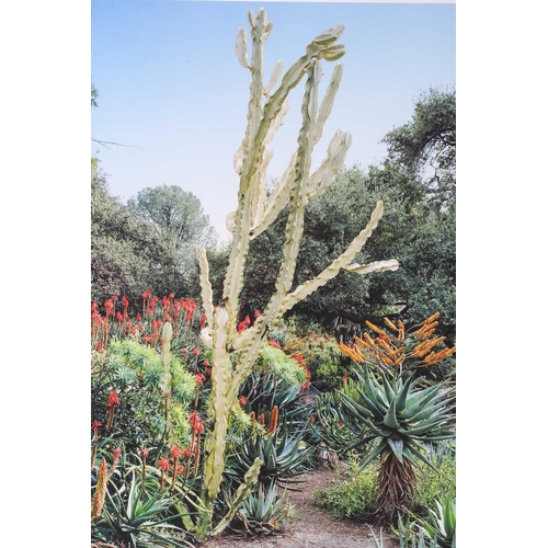 43 - Scott McFarland (b.1975) Canadian, Euphorbia ingens, limited edition 3/3, Inkjet type print, image 4... 