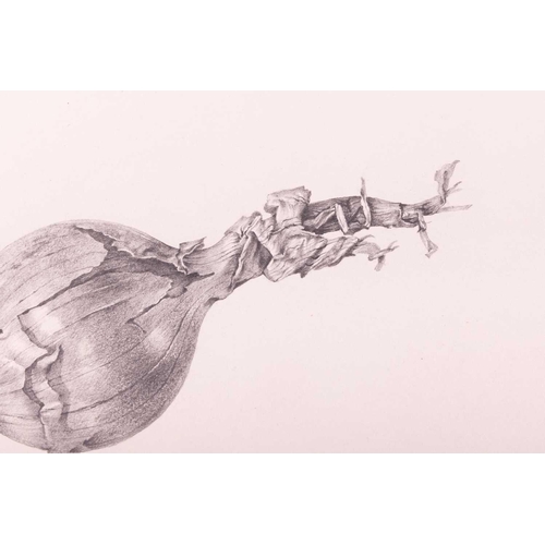 78 - † Ricardo Cinalli (Argentine b.1948), 'Study of an onion', signed 'R. Cinalli' and dated '76 in penc... 