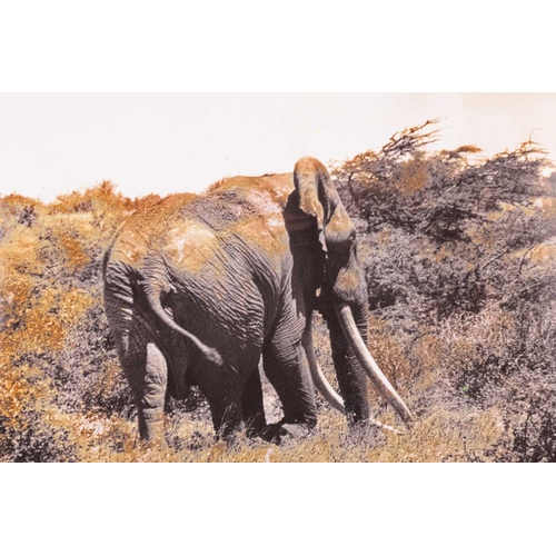 56 - Peter Beard (American, 1938 - 2020), '148 Iber 1968 Marsabit Kenya N.D.F', inscribed and signed in i... 