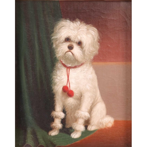 53 - European School (19th Century), portrait of a seated Maltese dog, oil on canvas, unsigned, 39 cm x 3... 