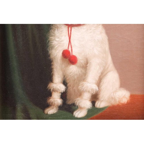53 - European School (19th Century), portrait of a seated Maltese dog, oil on canvas, unsigned, 39 cm x 3... 