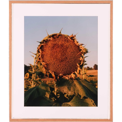 135 - Jamie Hawkesworth (British, b. 1987) A Golden Sunflower † signed 'J. Hawkesworth' (verso), C print, ... 