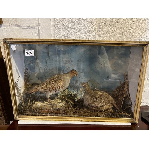 360g - Pair taxidermy partridges in case 59cm x 15cm x 38cm