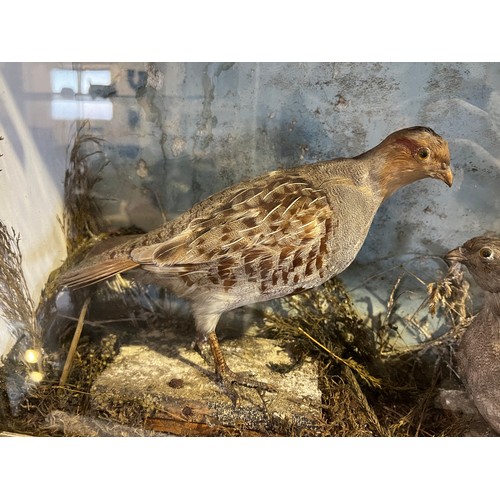 360g - Pair taxidermy partridges in case 59cm x 15cm x 38cm