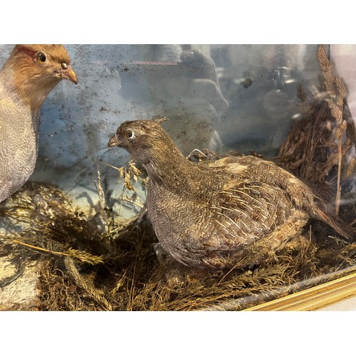 360g - Pair taxidermy partridges in case 59cm x 15cm x 38cm