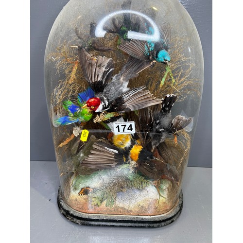 174 - Victorian Glass dome inset with Taxidermy Birds