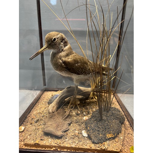 148 - Taxidermy bird in case