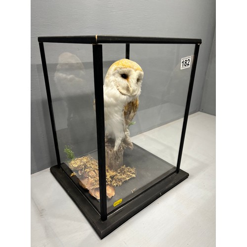 182 - Taxidermy owl in case