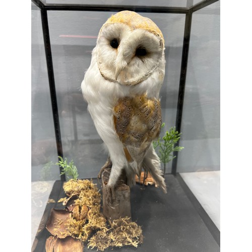 182 - Taxidermy owl in case