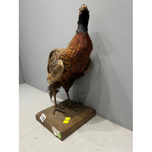 192 - Taxidermy game bird