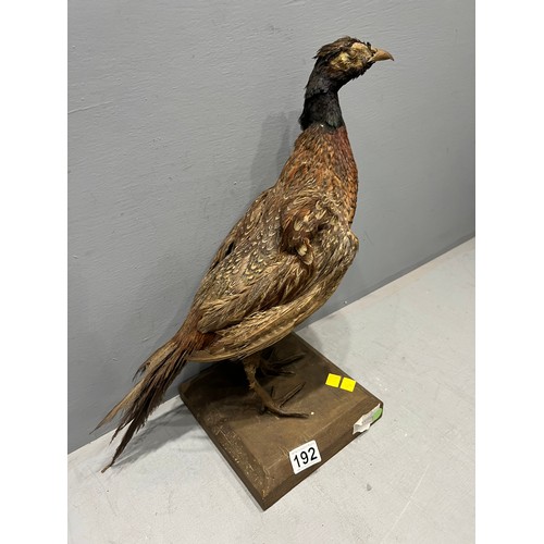 192 - Taxidermy game bird