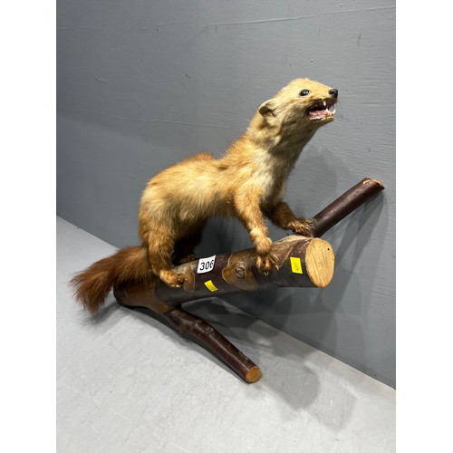 306 - Weasel/stoat? taxidermy