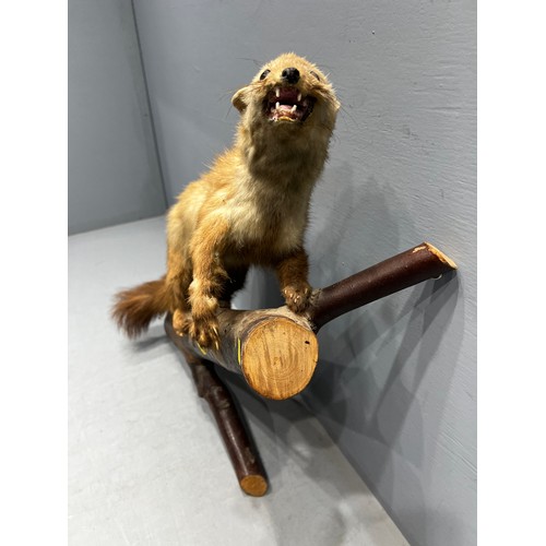 306 - Weasel/stoat? taxidermy