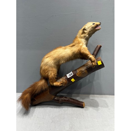 306 - Weasel/stoat? taxidermy