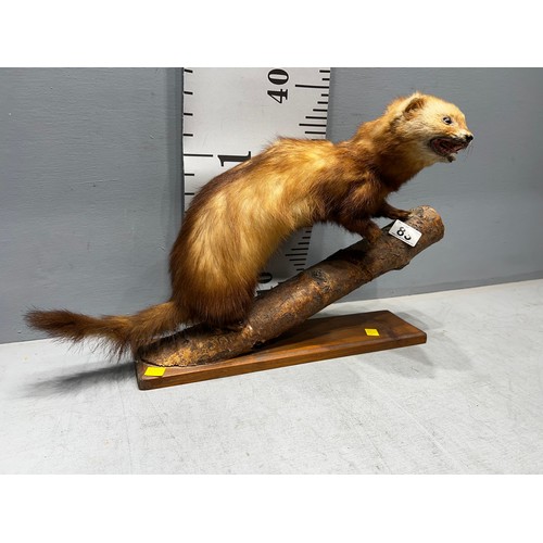 83 - Polecat taxidermy on log