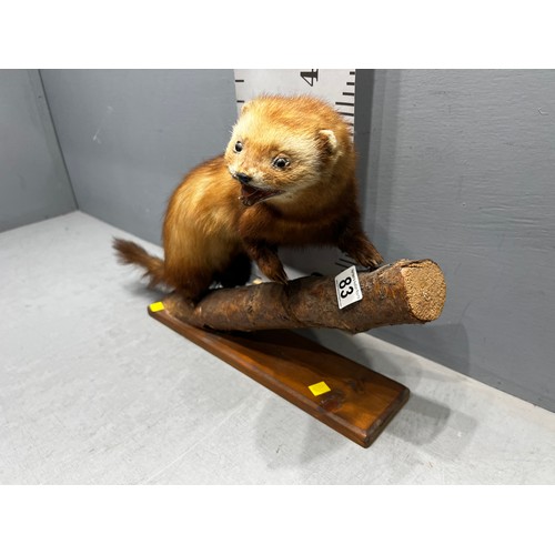 83 - Polecat taxidermy on log