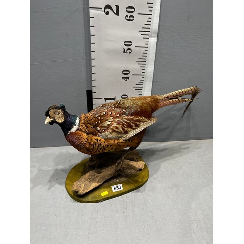 653 - Taxidermy Pheasant