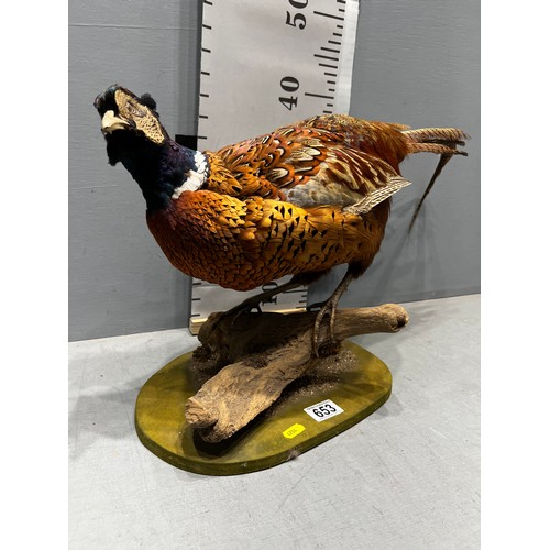 653 - Taxidermy Pheasant