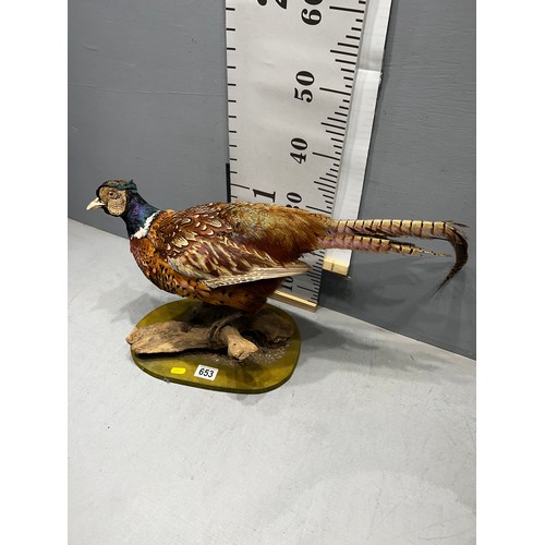 653 - Taxidermy Pheasant