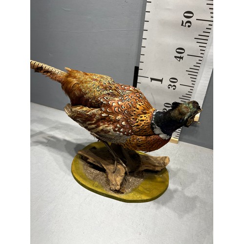 653 - Taxidermy Pheasant