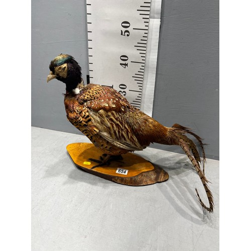 654 - Taxidermy Pheasant