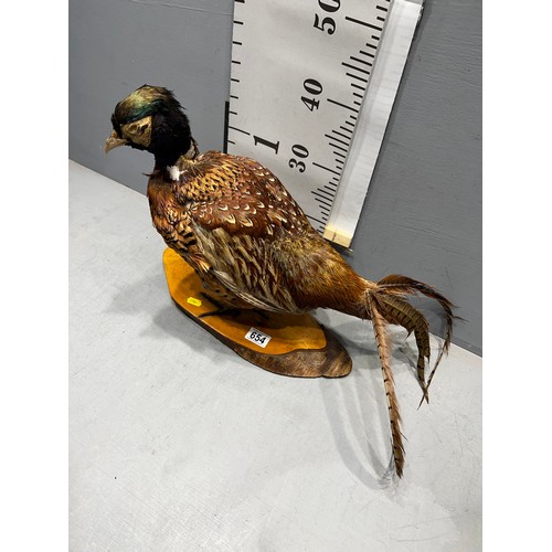 654 - Taxidermy Pheasant