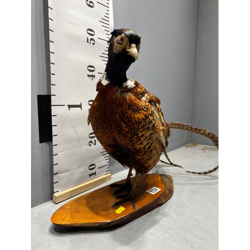 654 - Taxidermy Pheasant