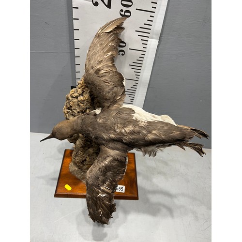 655 - Taxidermy Guillemot / Murre ????